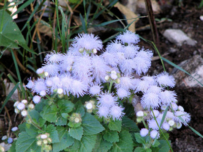 Floss Flower (Ageratum)