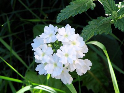 White Quartz Verbena