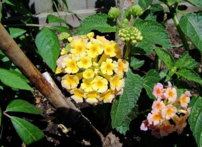 Lantana