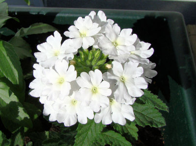 White Quartz Verbena