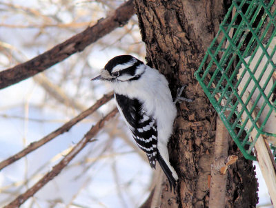 Downy Woodpecker, female