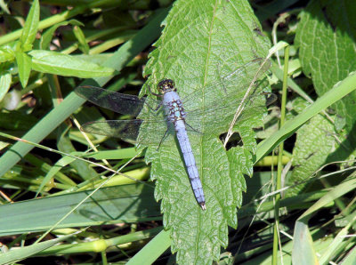 Eastern Pondhawk, male