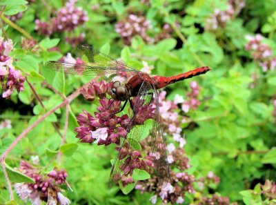 Meadowhawk sp.