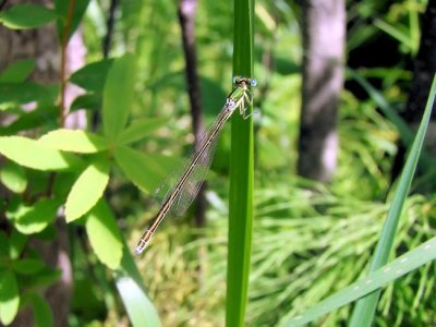 Sedge Sprite