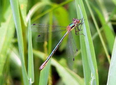 Emerald Spreadwing (Lestes dryas)