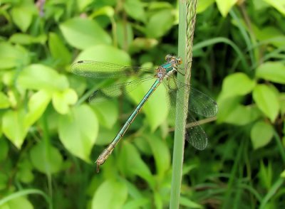 Emerald Spreadwing (Lestes dryas)