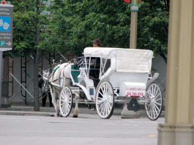 White horse, white carriage