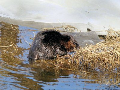 Beaver  (Castor canadensis)