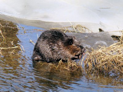 Beaver  (Castor canadensis)