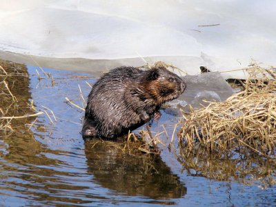 Beaver  (Castor canadensis)