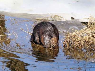 Beaver  (Castor canadensis)