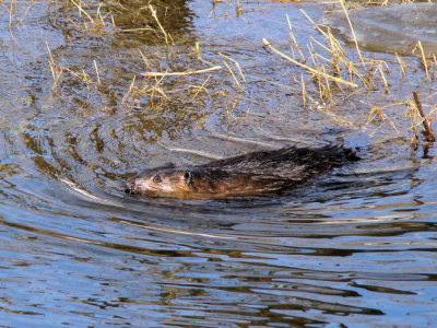 Beaver  (Castor canadensis)