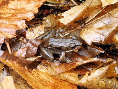 Wood Frog (Rana sylvatica)