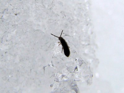 Snow Flea (Springtail sp.)