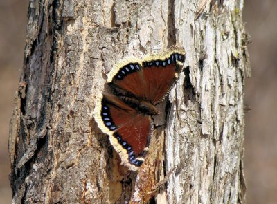Mourning Cloak (Nymphalis antiopa)
