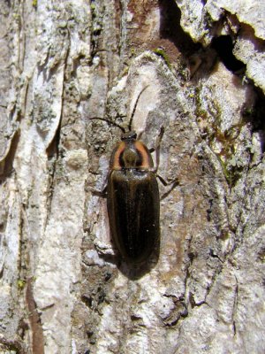 Winter firefly (Ellychnia corrusca)