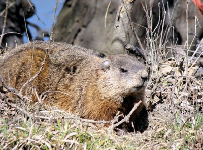 Groundhog in spring