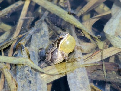 Boreal Chorus Frog (Psuedacris maculata)