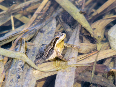 Boreal Chorus Frog (Psuedacris maculata)