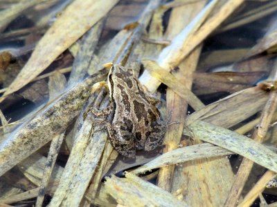 Boreal Chorus Frog (Psuedacris maculata)