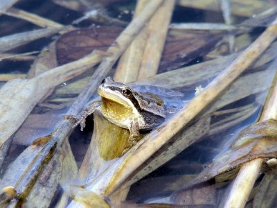 Boreal Chorus Frog (Psuedacris maculata)