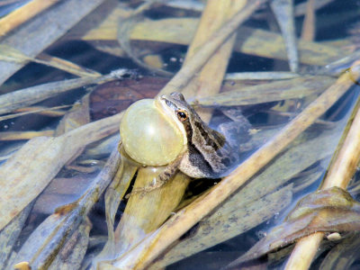 Boreal Chorus Frog (Psuedacris maculata)