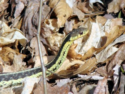 Garter Snake