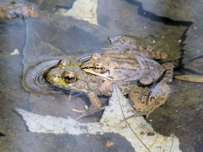 Wood Frog and Green Frog