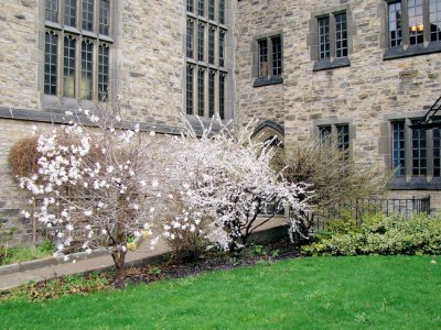 A Secluded Garden