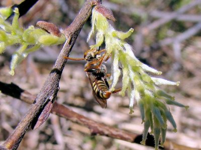 Cuckoo Bee (Nomada sp.)