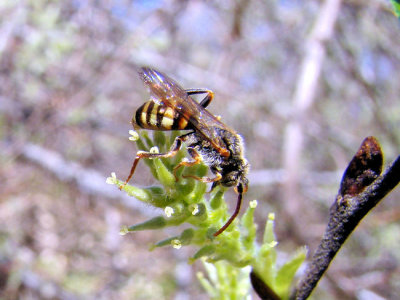 Cuckoo Bee (Nomada sp.)