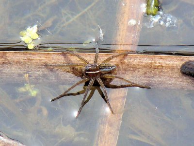 Six-spotted Fishing Spider (Dolomedes Triton)