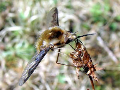 Bee fly (Bombylius sp.)