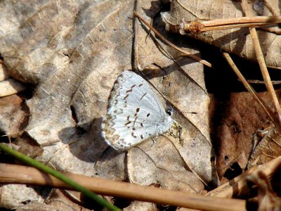 Northern Spring Azure (Celastrina lucia)