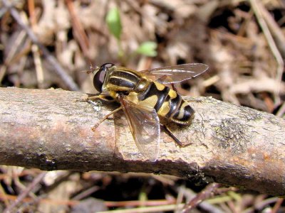 Narrow-headed Marsh Fly (Helophilus fasciatus)