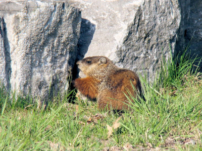 Groundhog looking for entrance