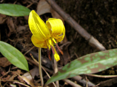 Trout lily (Erythronium americanum)