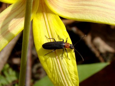 False Blister Beetle on Trout Lily