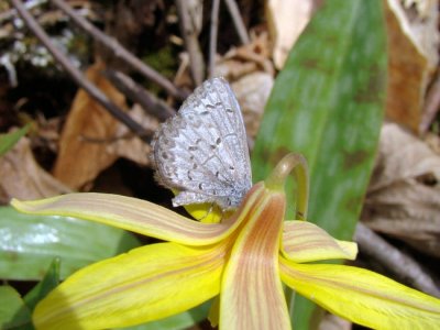 Northern Spring Azure (Celastrina lucia) on Trout Lily