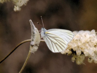 Mustard White (Pieris oleracea)
