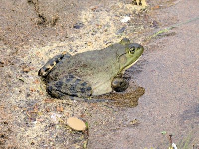 Bullfrog (Lithobates catesbeiana)