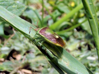 Stinkbug (Pentatomid sp.)