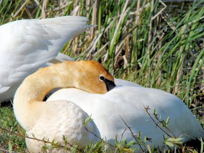 Trumpeter Swan (Cygnus buccinator)