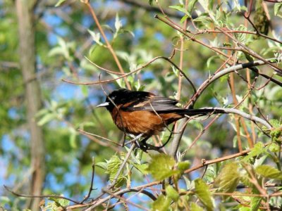 Orchard Oriole