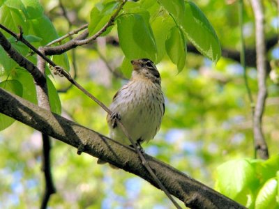 Rose-breasted Grosbeak