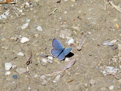 Eastern Tailed Blue (Everes comyntas)