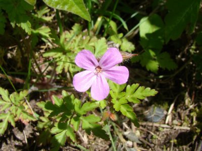 Herb Robert  (Geranium robertianum)