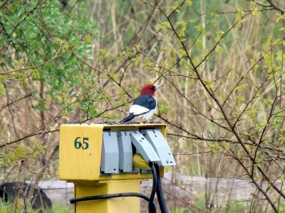 Red-headed Woodpecker