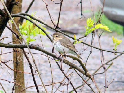 Swainson's Thrush