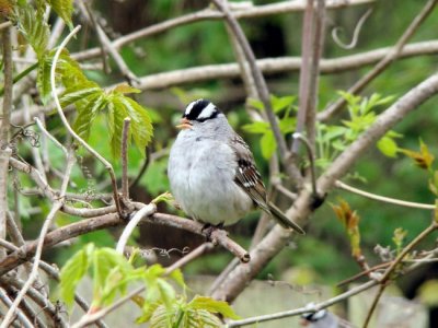 White-crowned Sparrow